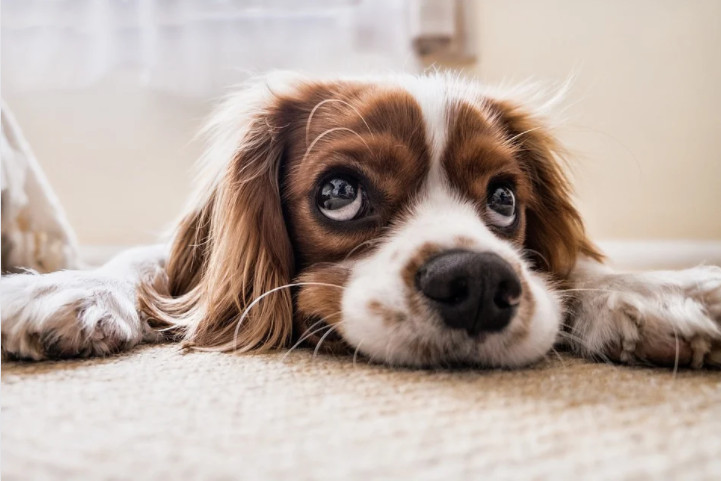 Mascota pidiendo perdon en ¿Puede la Astrología predecir la mordedura de un perro?