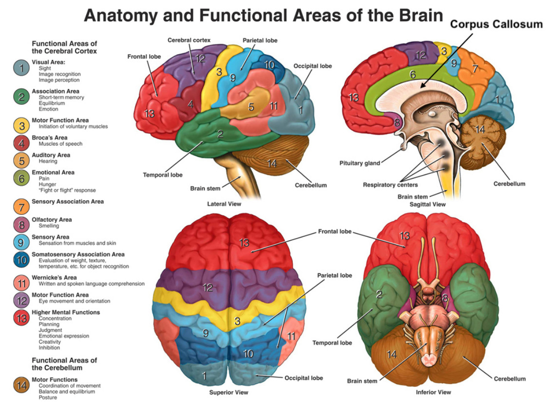 Anatomy and Functional areas of the brain