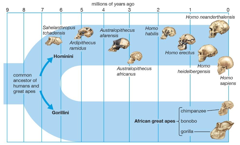 Divergence of Hominini rules why are we here?