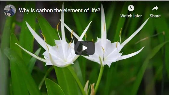 Carbon of Life