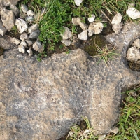 and how about this octogonal shapes? bees? could a plant have grown on the stone and left behind these shapes?