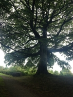 An Irish tree, proud and strong, gently commanding the top of a hill — in Castlebar.