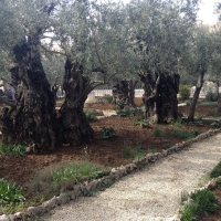 Ancient olive trees in the Garden of Gethsemane, said to be dated from the time of Jesus, very unlikely if we consider that during the 3 months’ siege that on 70 ac the son of the emperor Vespasian, Titus, put Jerusalem under, they cut all living tree aro