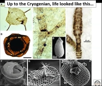 Microscopic life forms that may have survived the Glaciation…..certainly some of them did, given the fact that we are here now