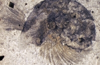  Pelagiella shell developed during the Cambrian Explosion, but went extinct during this event