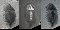 Some species of trilobites went into extinction during this event  
