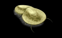  Naraoia, a type of trilbite, florished during the Cambrian Explosion, but then was extinct