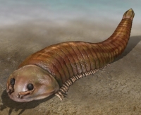  Fuxianhula, close relative to arhropods (insects), developed a shell to protect themselves from predators. Also extinct