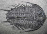 Trilobites were without doubt the dominant species during the Cambrian Period, many of the species were extinct during this event but others survived into the Ordovician Period