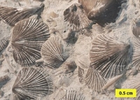  Brachiopod fossils from the Ordovician period
