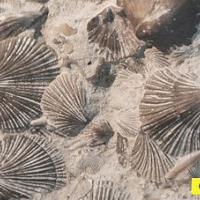  Brachiopod fossils from the Ordovician period
