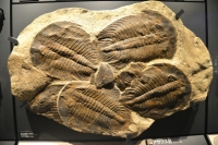 Fossilized asaphida, a species of trilobites that got extinct during this event 