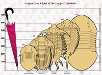 Isotelus Rex, largest trilobite ever discovered, were wiped out during this event 
