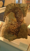 Isotelus Rex fossil