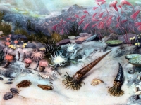 Sea life during the Ordovician period