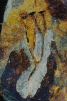 Cooksonia fossil