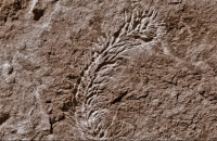 Baragwanathia fossil, most of them found in Ye, close to Melbourne in SE Australia