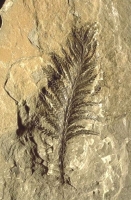 Archaeopteris halliana, ancient tree from late Devonian