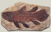 Coelacanth fossil, thou they are not extinct, their fossils show during the Devonian. We, tetrapods, are descendent of lobe-finned fish like the Coelacanth
