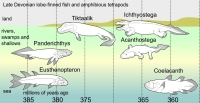 Preview in the list of extinction events, the Late Devonian, of some lobe-finned fish and amphibious tetrapods