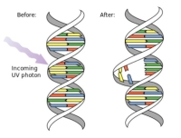 Ultraviolet light (gamma rays) breaks down DNA helix and blocks replication and transcription