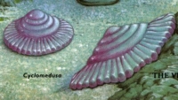 Cyclomedusa, part of the Ediacaran biota
