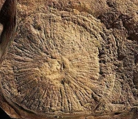 Fossil of a Cyclomedusa