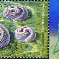 Tribrachidium in an Australian stamp