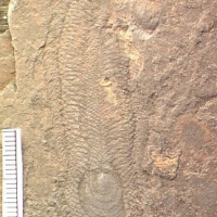 Halkieria fossil, found on almost every continent in Lower to Mid Cambrian deposits