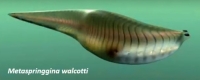 Metaspriggina walcotti, ancestor of the fish