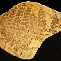 Annularia stellata from the family of Calamites