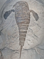 Jaekelopterus is a group of predatory eurypterid, aquatic arthropods that develop during the Devonian and some of them got extinct during this time, others at the Permian
