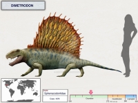 Dimetrodon in comparison to a human, their skulls, jaws and teeth are closer to mammal skulls than to reptiles