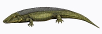 Some species of reptiliomorpha were wiped out