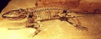 Ophiacodon fossil