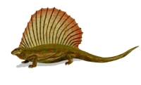 Edaphosaurus, an herbivorous of the early Permian
