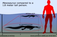 Mesosaurus compared to a huma being