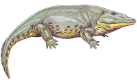 Eryops, genus of extinct primitive amphibians
