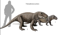 Titanophoneus, a predator, in comparison to a human