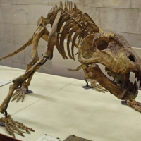 Mounted skeleton of Titanophoneus potens
