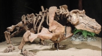 Estemmenosuchus uralensis exhibited in Prague, Czech Republic
