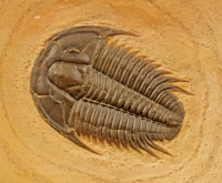 The long-lasting family of Trilobites were wiped out during this extinction
