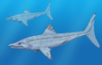Caseddus, a type of cladodontomorphs (clados) shark