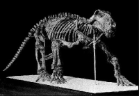 Gorgonopsia fossil