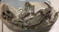 Skeleton of Cynariognathus exposed in the University of California Museum of Paleontology, Berkeley