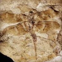 Palaeodictyoptera, known as "six-winged insects" were herbivores