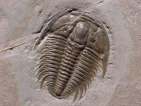 Trilobites had 17,000 known species spanning Palaeozoic time, none of them survived pass this extinction