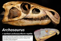 Archosaurus had a peculiar 'nose'
