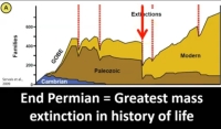 Before the End Permian, in the Palaeozoic, the number of species remains still, but after the great extinction the number of species diversity just keep growing, and Science doesn’t know why