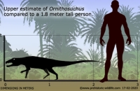 Ornithosuchus in comparison to a human